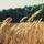 T1电子竞技俱乐部战队标志